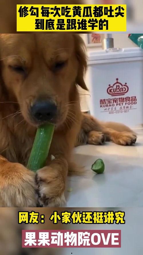 金毛吃瓜,金毛狗狗的夏日吃瓜趣事