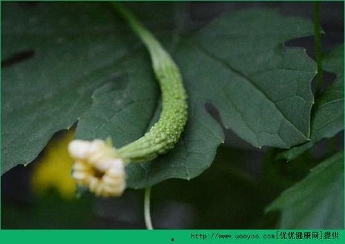 做人流可以吃瓜吗