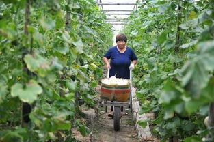 农村吃瓜菜视频