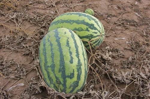 小楚吃瓜,揭秘娱乐圈那些不为人知的幕后故事