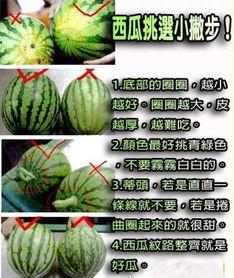 兴国调瓜地吃瓜,夏日瓜香满园