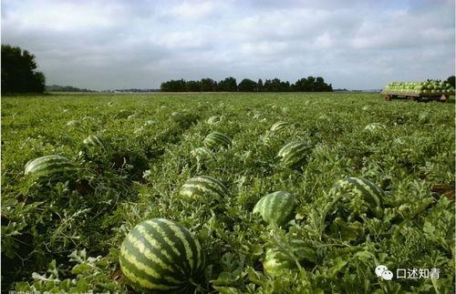 雪岩吃瓜拍照,趣味瞬间引网友热议
