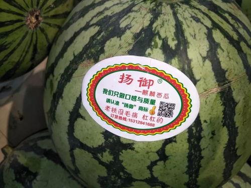 吃瓜主题亲子视频,欢乐互动，共享亲子美好时光